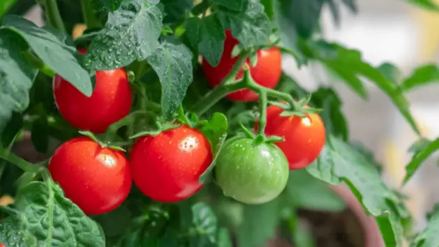 Patio tomatoes