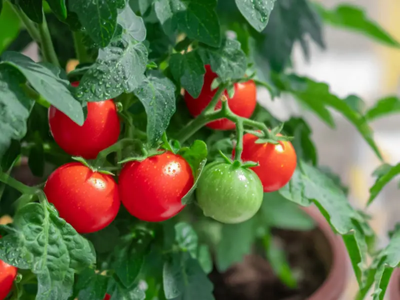 Juicy red and green patio tomatoes