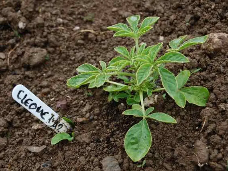 Cleome Spider Flower Seedlings