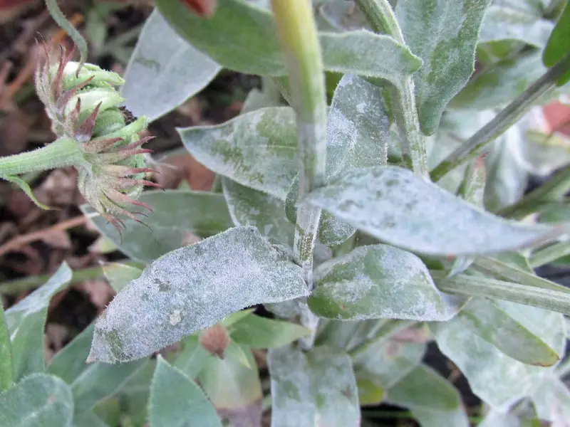 Cleome Common Diseases: Downy Mildew and Powdery Mildew