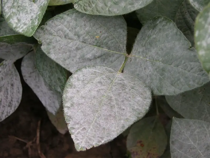 Powdery mildew