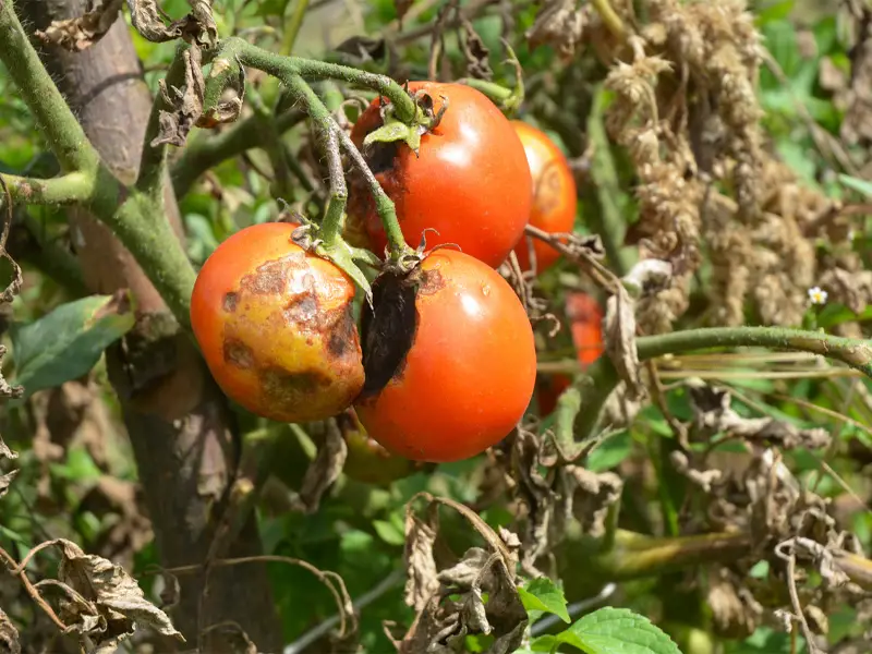 Early blight of tomato 
