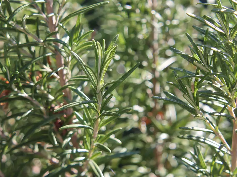 Rosemary Tree Advantages