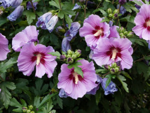 Hibiscus tree