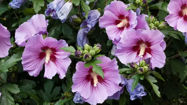 Hibiscus tree