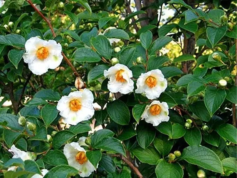 stewartia tree