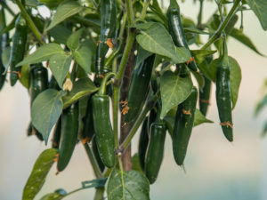 Serrano Pepper