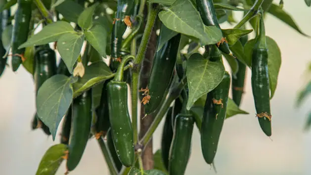 Serrano Pepper