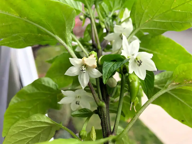 Serrano pepper flowers