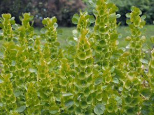 Moluccella Laevis