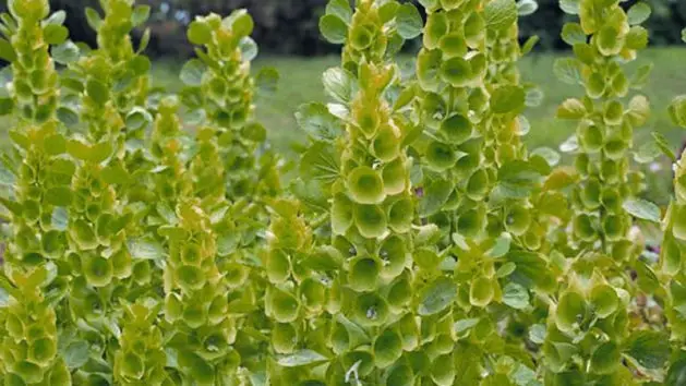 Moluccella Laevis