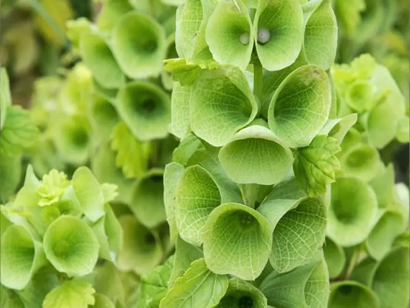 Moluccella Laevis Appearance