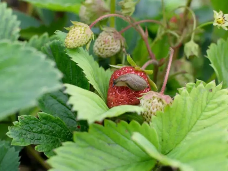 A Slug On Strawberry