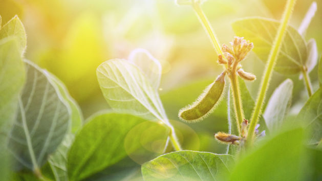 Soybean plant