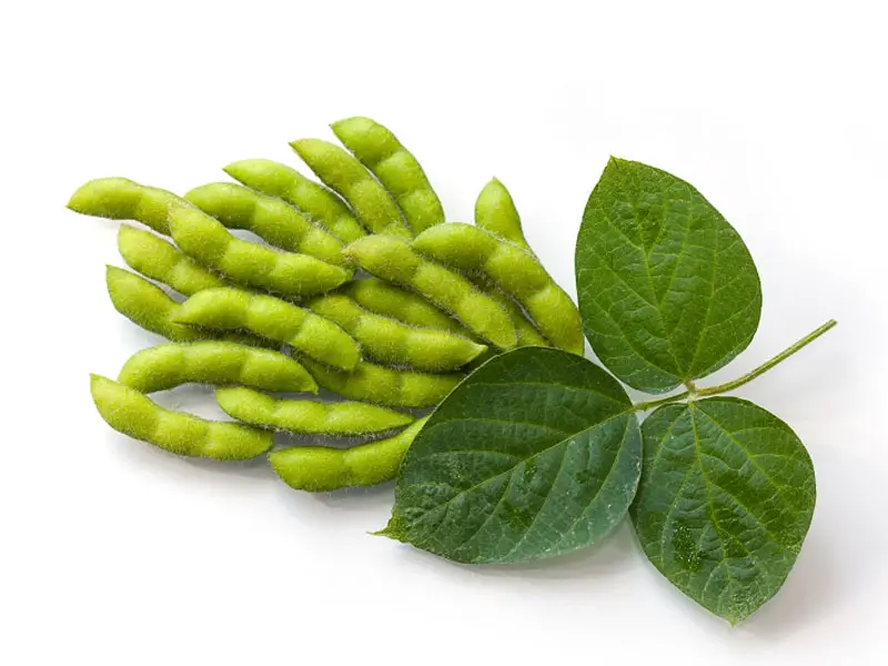 Soybean pods and leaves