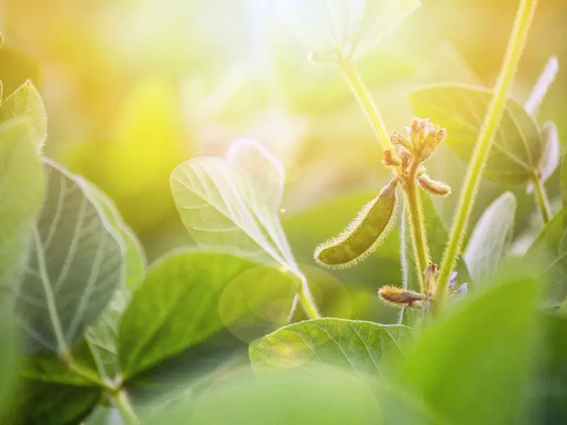 Soybean plant