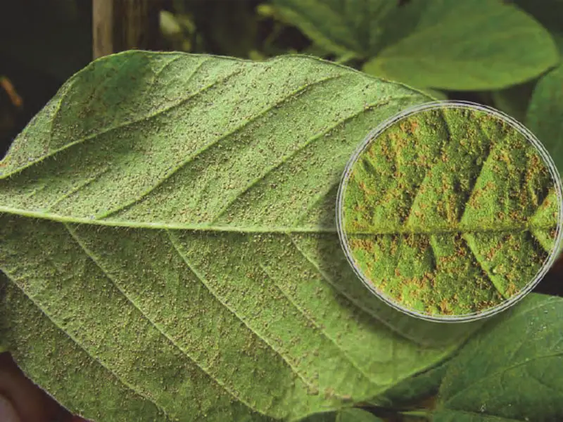 Soybean rust