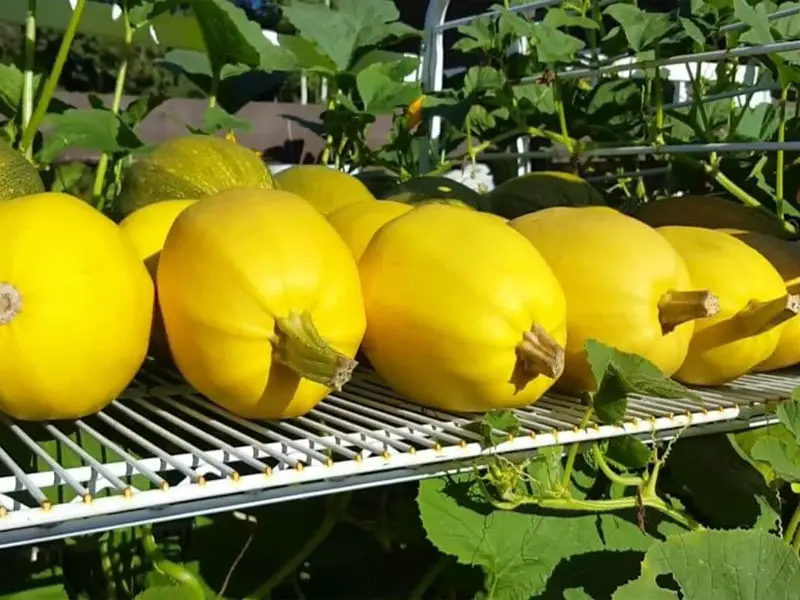 Spaghetti squash