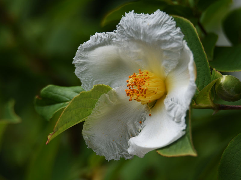Beautiful Stewartia Flower Up-close