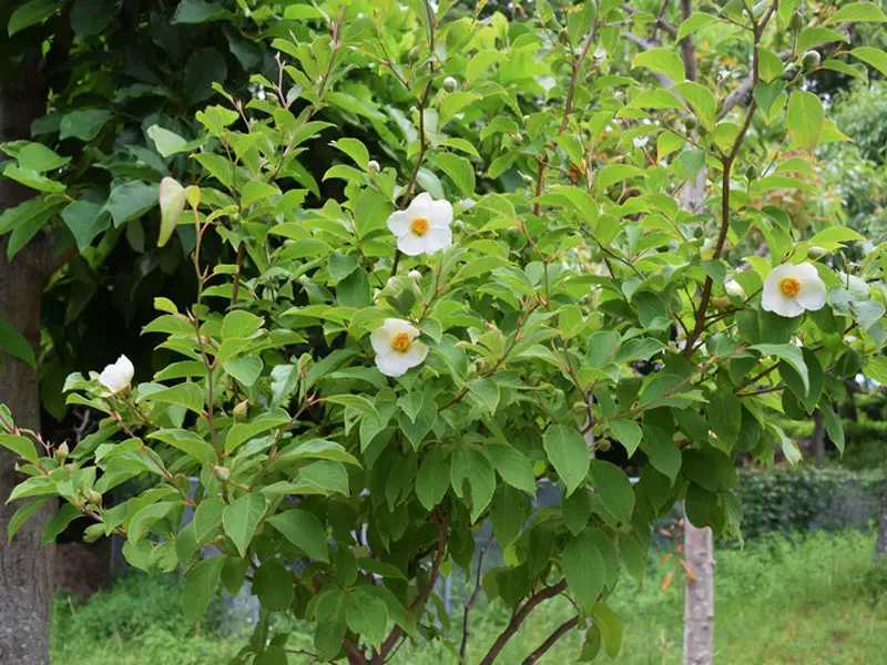 Growing Stewartia 