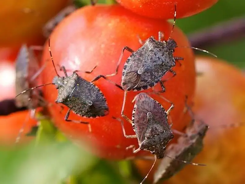 Stinky bugs on patio tomatoes