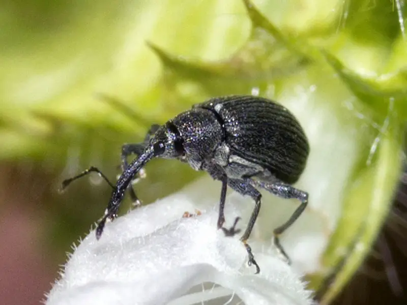 Strawberry Bud Weevils aka Strawberry Clippers