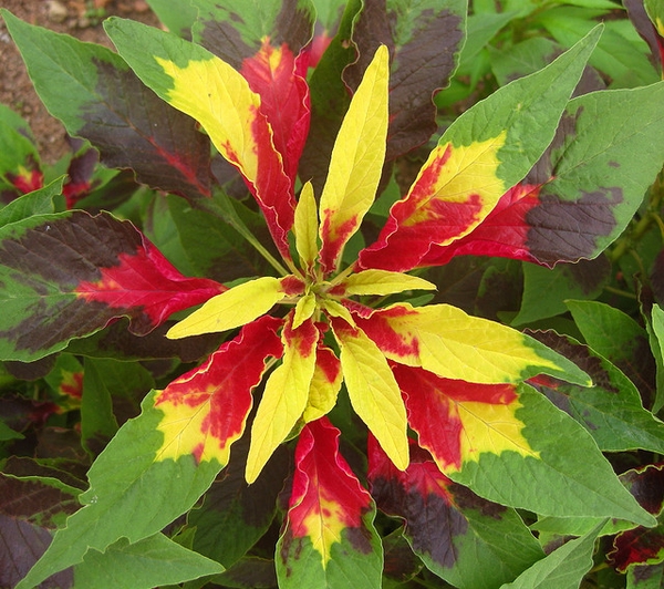 tricolor amaranth appearance