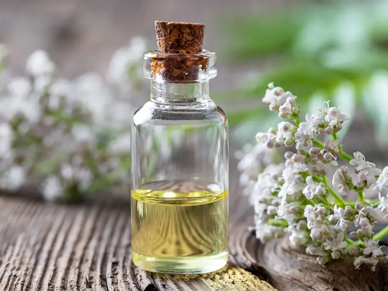 Valerian flowers essential oil for aromatherapy
