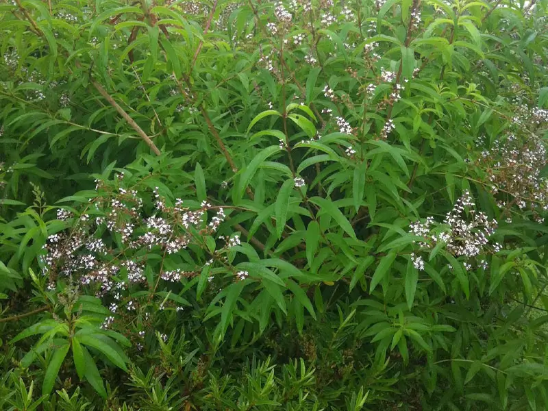 Lemon verbena or Aloysia Citriodora Appearance