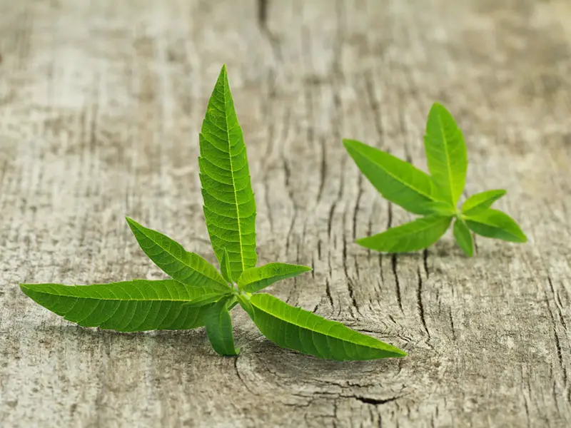 Lemon verbena