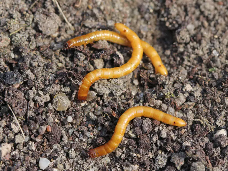 Wireworms