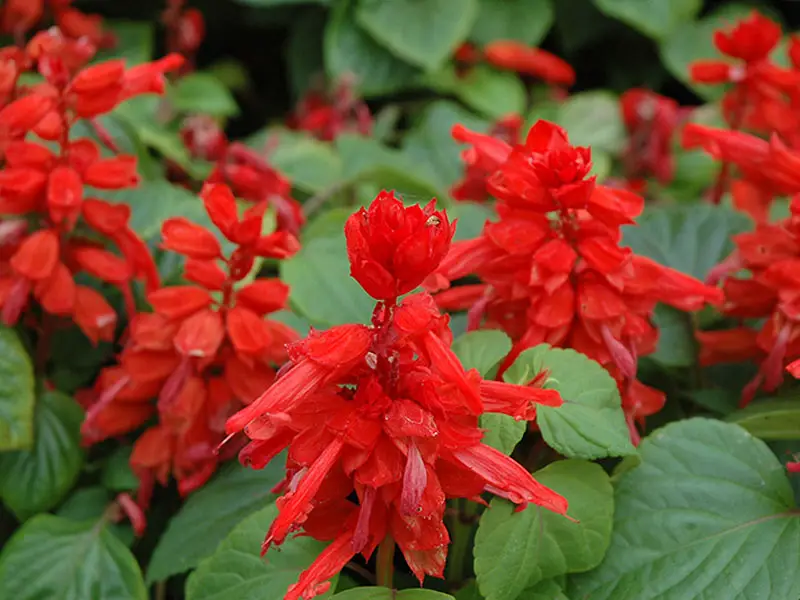 Bloody Sage Appearance
