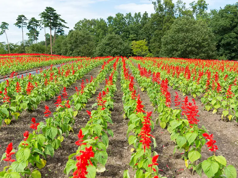 Growing Red Salvia