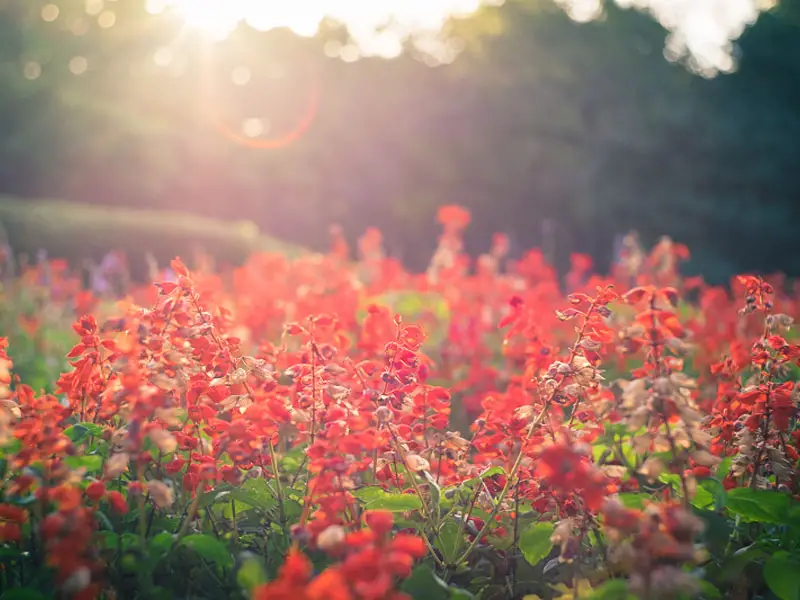 Red Salvia