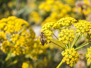 Fennel Flower