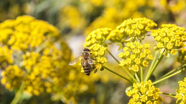 Fennel Flower