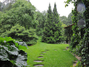 japanese umbrella pine