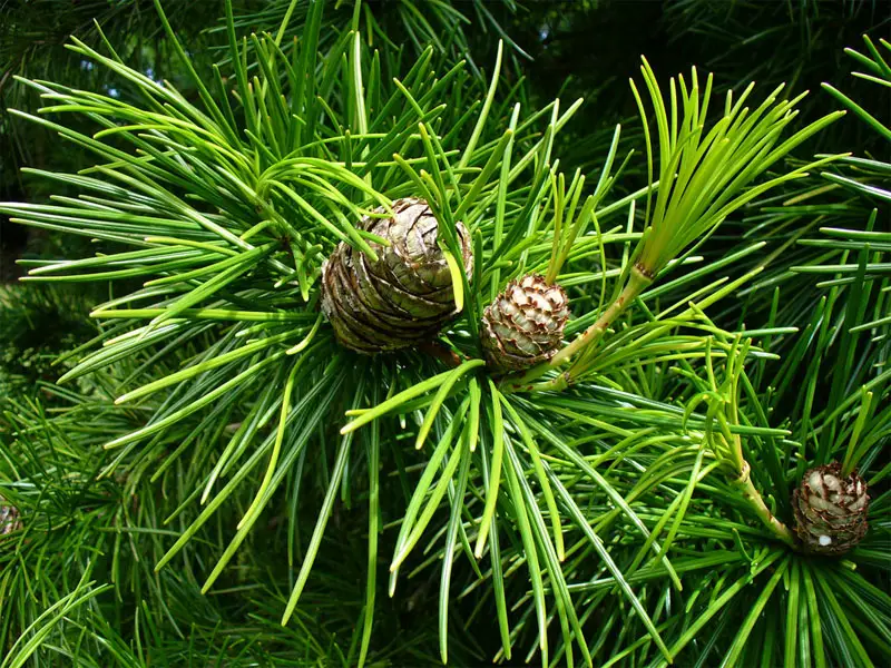 Japanese umbrella pine appearance