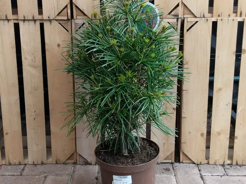 Growing Japanese Umbrella Pine Tree