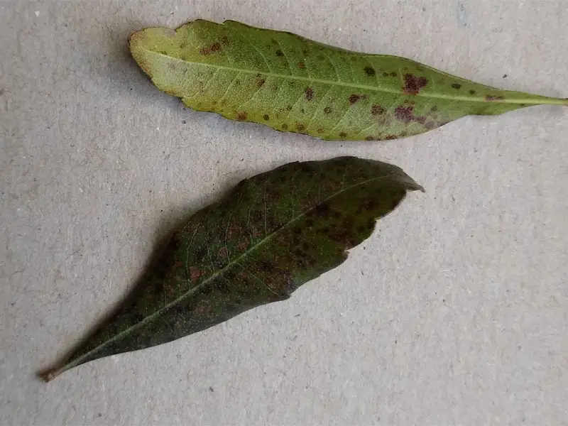 Bayberry Leaf Spot