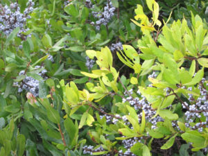 Bayberry Bush