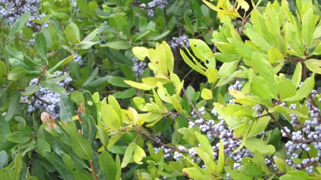 Bayberry Bush