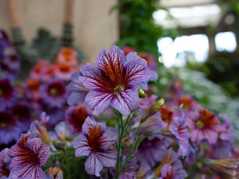 Salipglossis