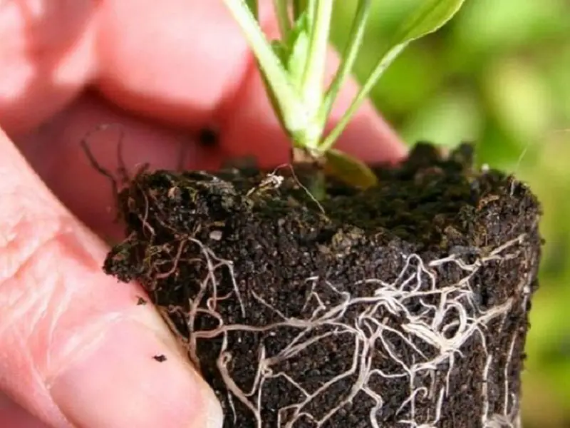 Salpiglossis Nursery Transplant