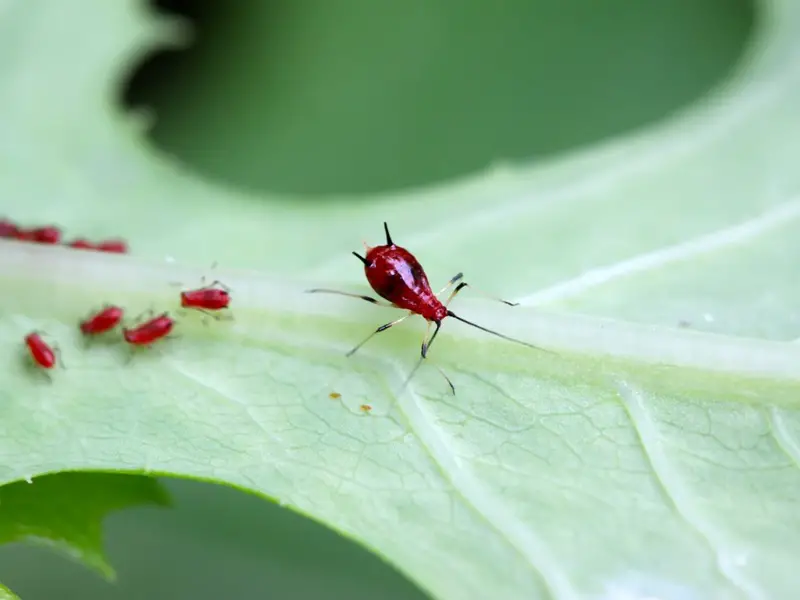 Aphids on Salpiglossis