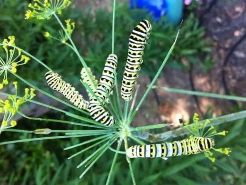 Caterpillars on Fennel Flower Plant