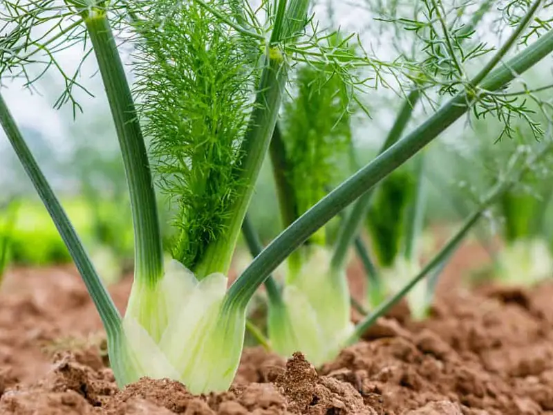 Growing Fennel Flower Plant