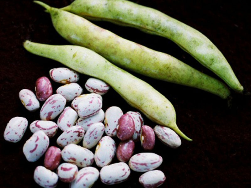 Lima Bean Advantages