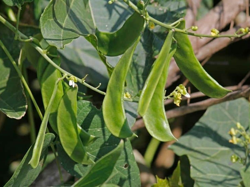Lima Bean Plant Appearance