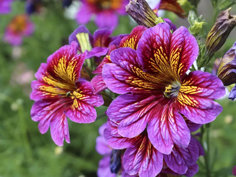 Beautiful Trumpet-Shape Salpiglossis Flowers